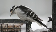 26th Jan 2023 - Downy Woodpecker