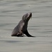 Seal , Baylys Beach , West Coast, Dargaville  by Dawn