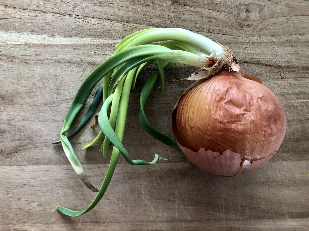 Onion by loweygrace