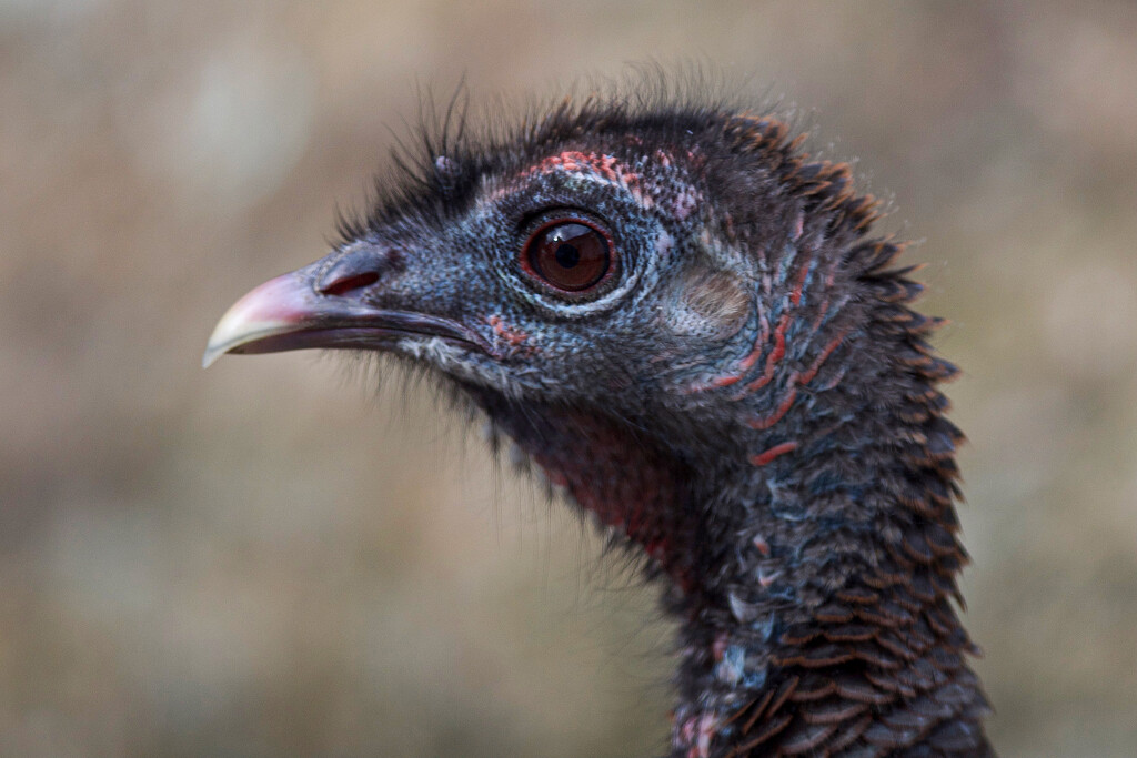  Young turkey portrait by berelaxed