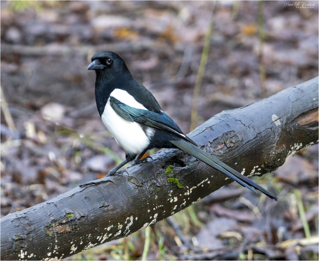 Magpie No2 by pcoulson