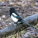 Magpie No2 by pcoulson