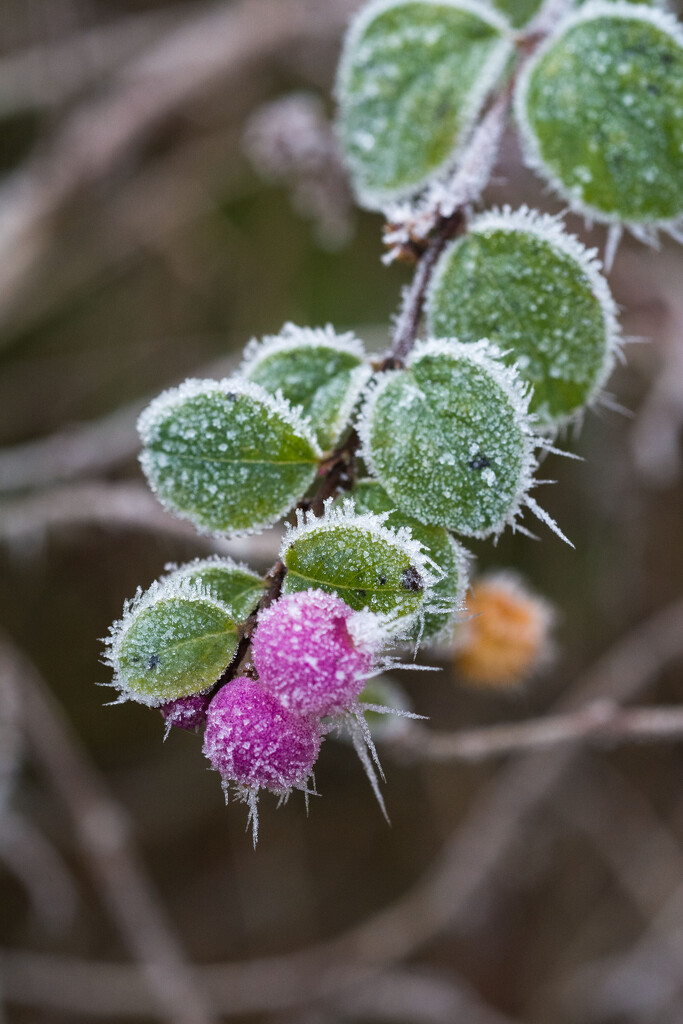 Snowberries by rumpelstiltskin