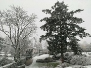 28th Jan 2023 - Snow in the garden. 