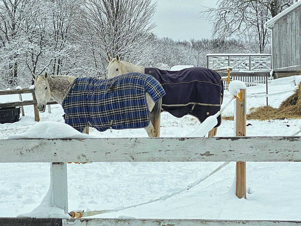 Snow Horses by joansmor