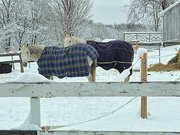 26th Jan 2023 - Snow Horses