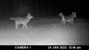 24th Jan 2023 - Wildlife Camera photo...