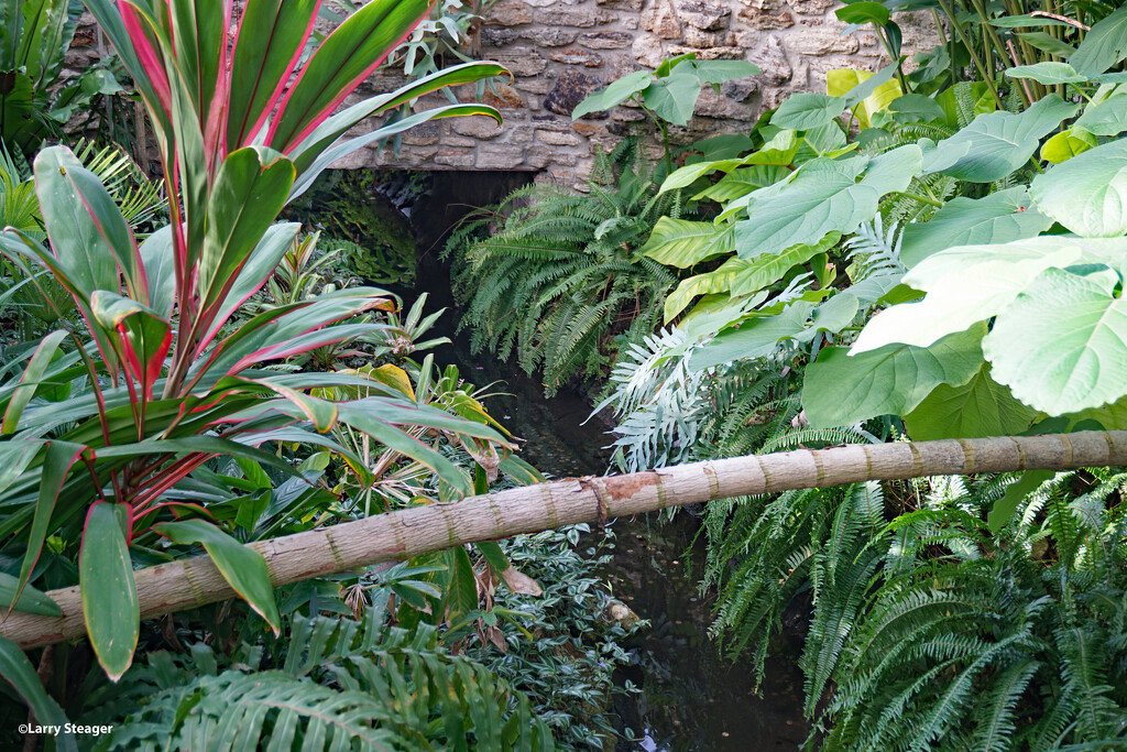 Tropical plants along the waterway. by larrysphotos