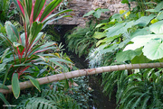 26th Jan 2023 - Tropical plants along the waterway.