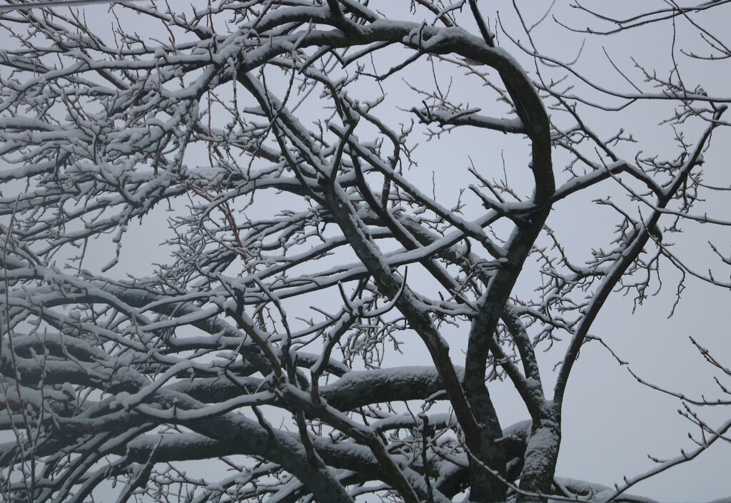 Winter Tree by daisymiller