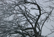 25th Jan 2023 - Winter Tree