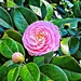 Camellia Season by peggysirk