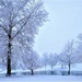 Winter White by lynnz
