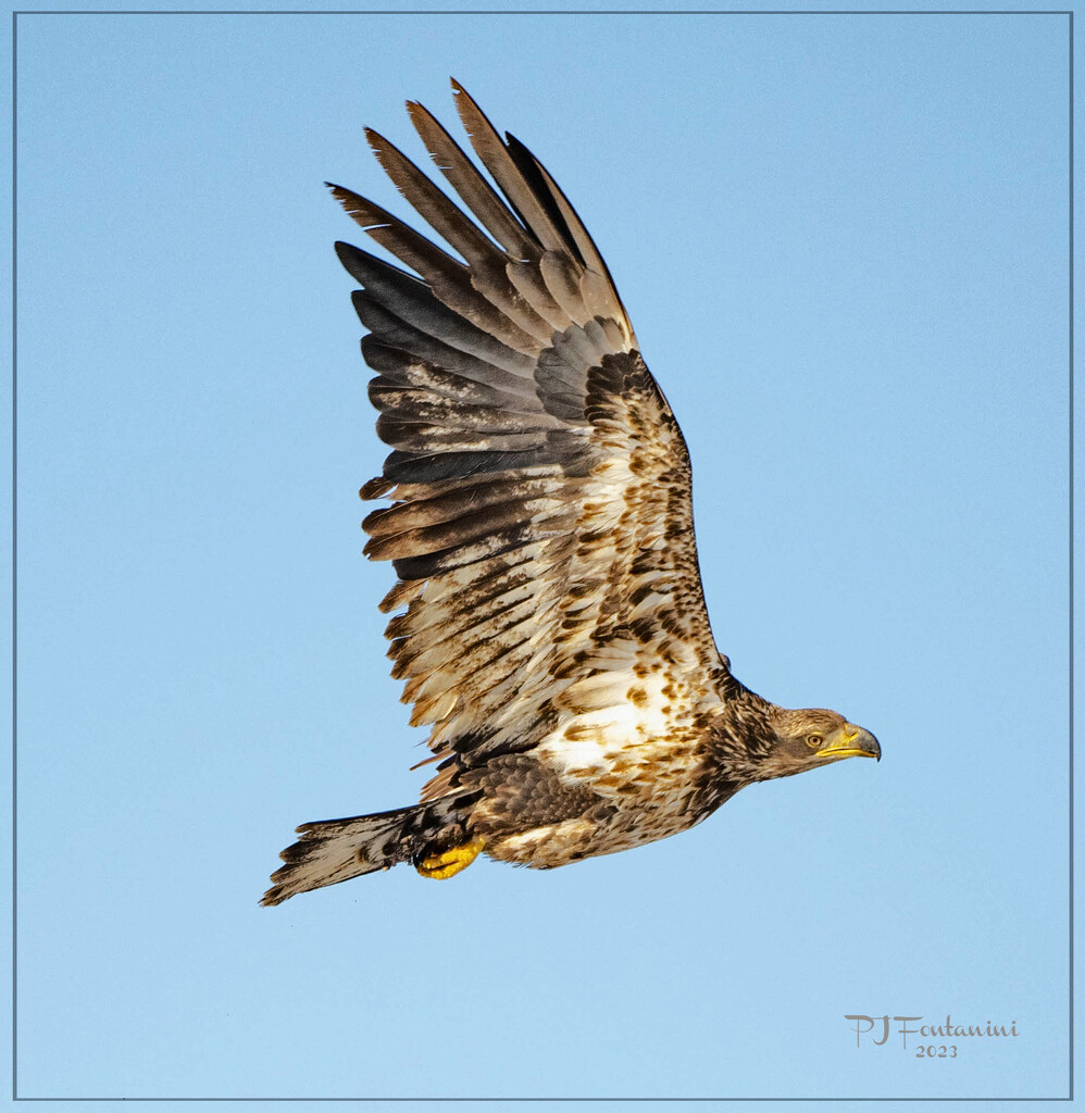 Juvenile Bald Eagle by bluemoon