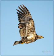 26th Jan 2023 - Juvenile Bald Eagle