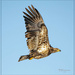 Juvenile Bald Eagle by bluemoon
