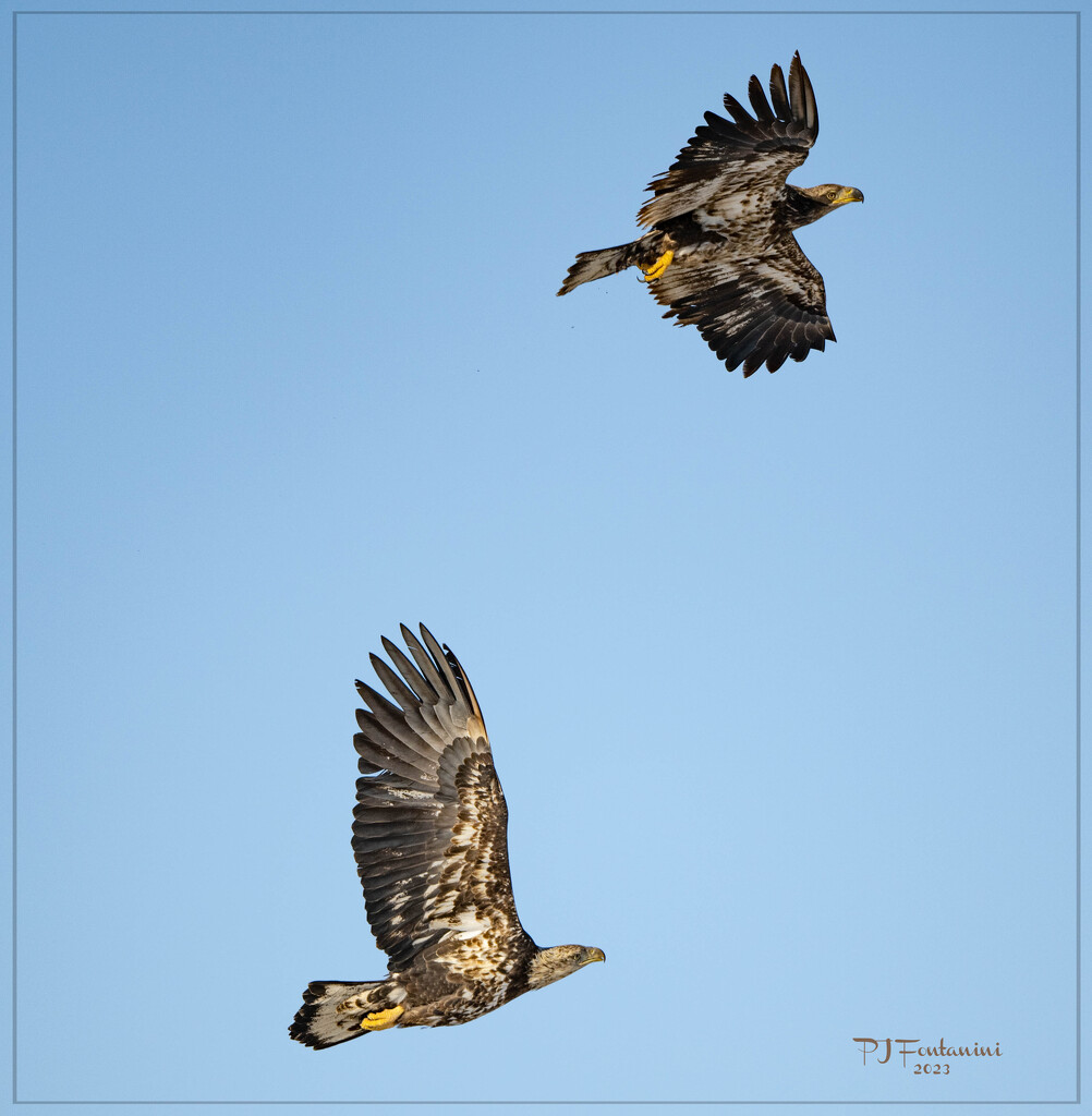 Juvenile Bald Eagles by bluemoon