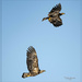 Juvenile Bald Eagles by bluemoon