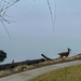 Deer Walk by kwind