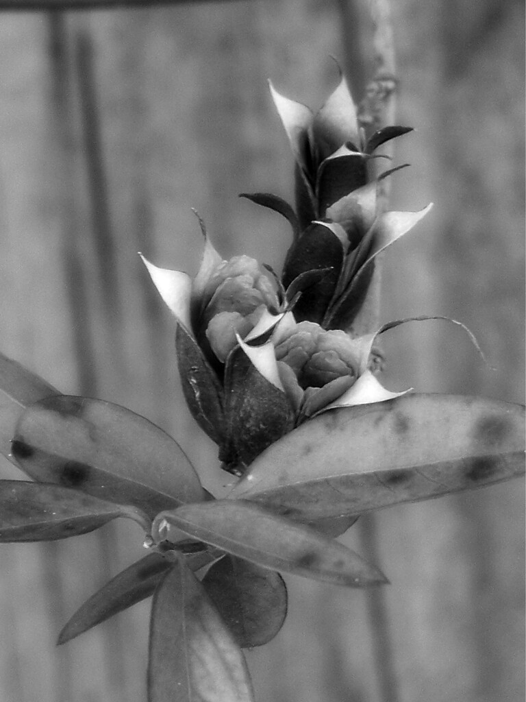 Carolina jasmine seeds... by marlboromaam