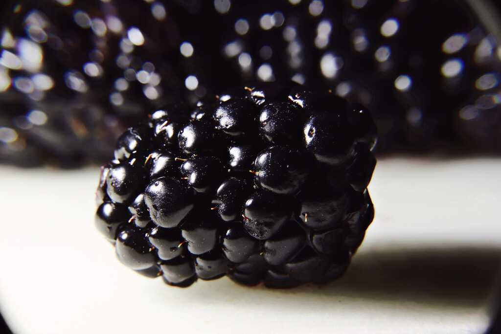 Day 26:  Blackberry by sheilalorson
