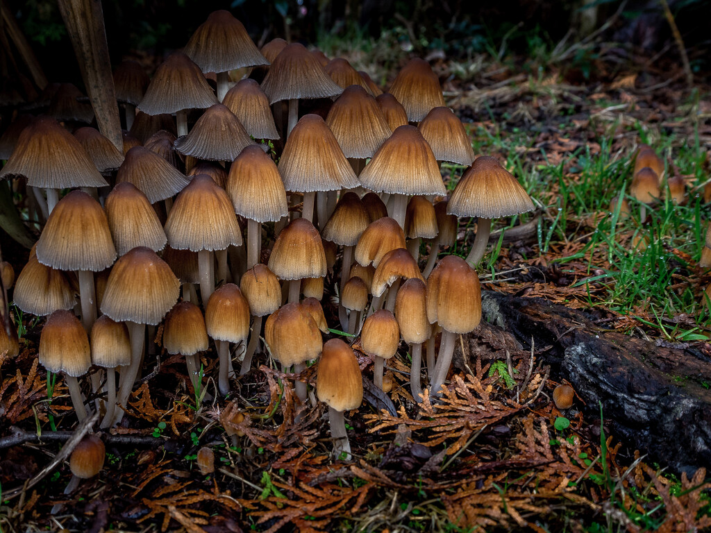 Mushrooms   by cdcook48
