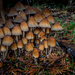 Mushrooms   by cdcook48