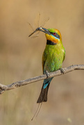13th Jan 2023 - Hungry Rainbow Bee-eaters