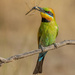 Hungry Rainbow Bee-eaters by flyrobin