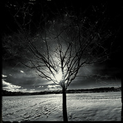 24th Jan 2023 - Silhouette tree