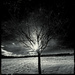 Silhouette tree by jeffjones