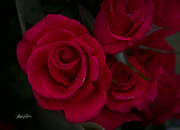 26th Jan 2023 - ~Red Roses~