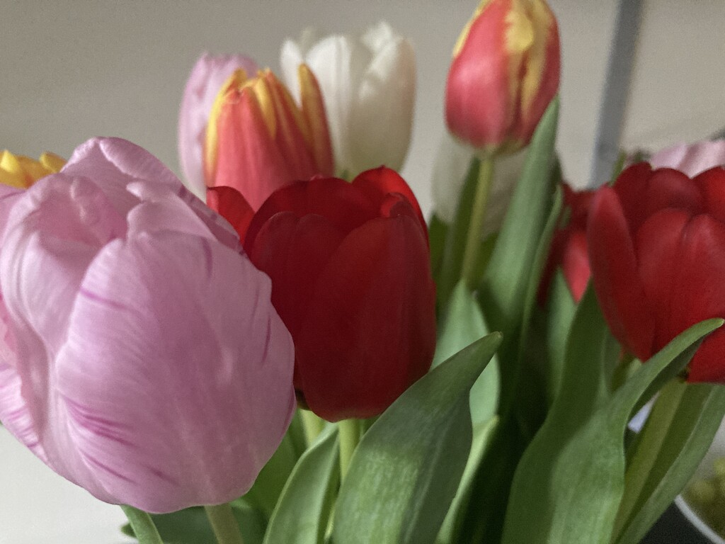 Beautiful Tulips - Another “thank you Grandma” by elainepenney
