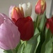 Beautiful Tulips - Another “thank you Grandma”