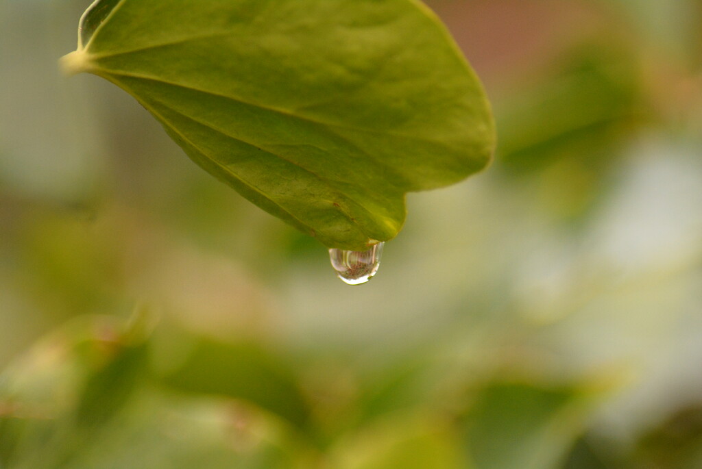 Ivy and raindrop............. by ziggy77