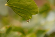 27th Jan 2023 - Ivy and raindrop.............