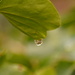 Ivy and raindrop.............