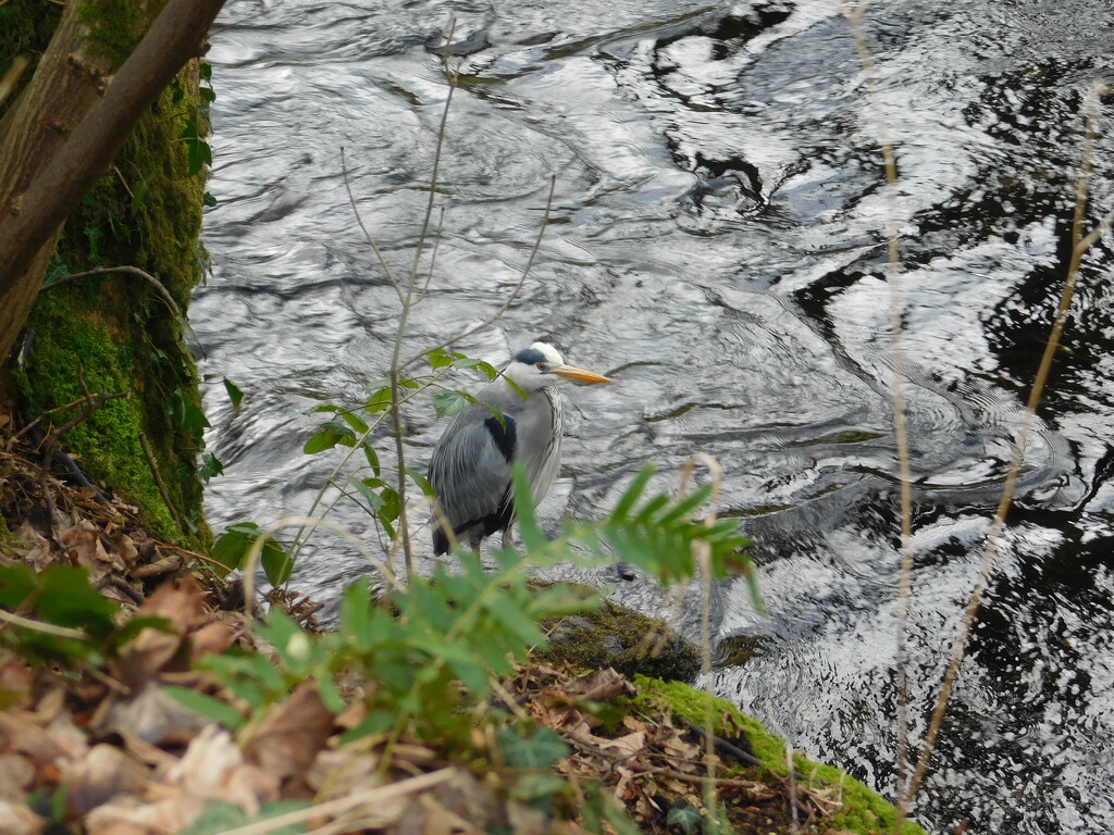 unexpected heron by anniesue