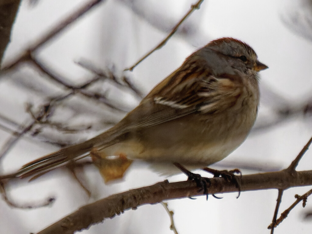 American tree sparrow  by rminer