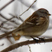 American tree sparrow 