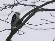 27th Jan 2023 - downy woodpecker