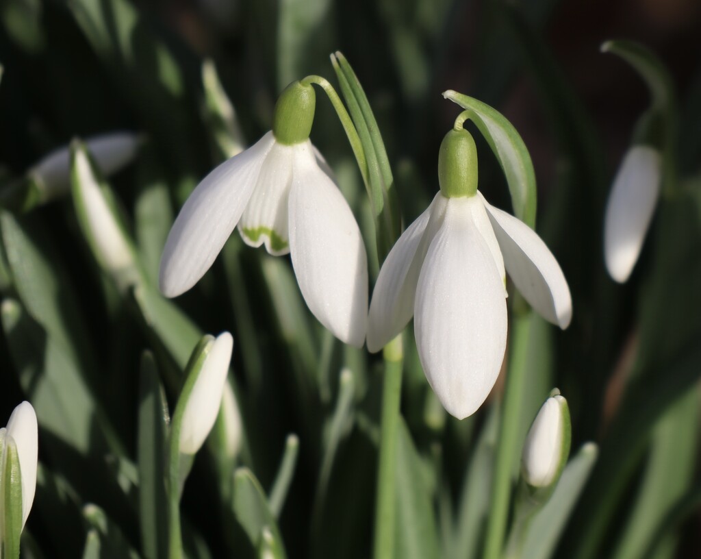 Snowdrops  by jeremyccc