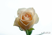 27th Jan 2023 - A rose