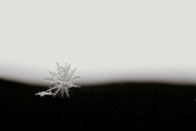 27th Jan 2023 - Pretty snowflakes this morning
