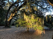 27th Jan 2023 - Late afternoon light on mossy oak tree
