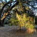 Late afternoon light on mossy oak tree