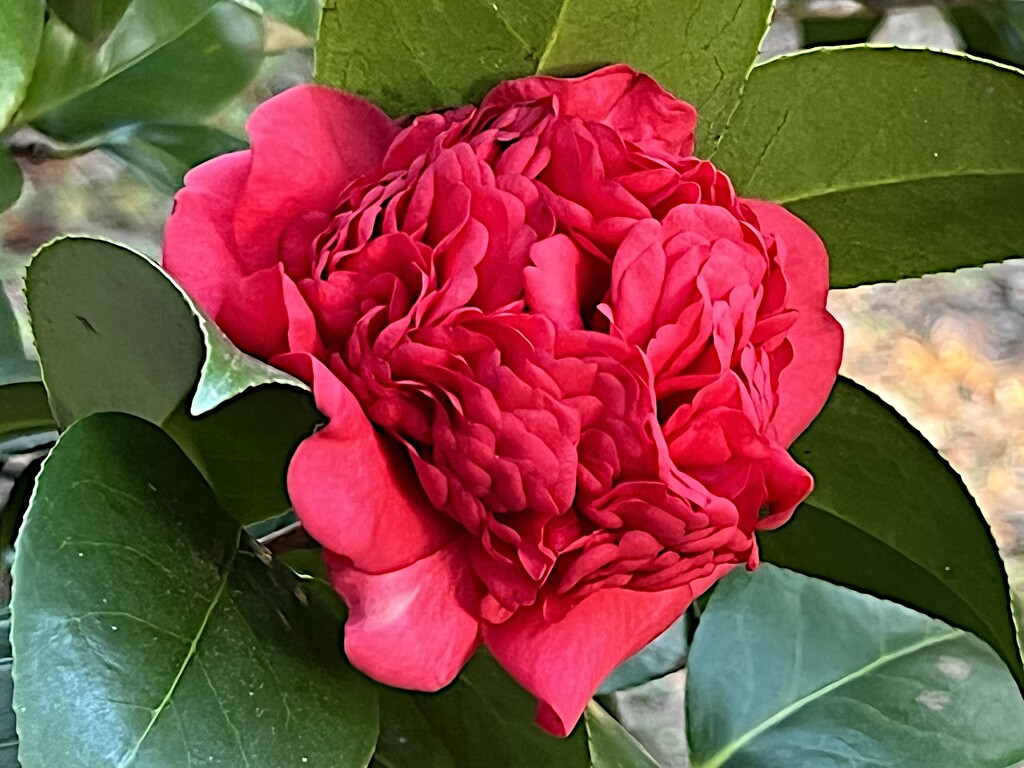 This variety of camellia has a very dense and intricate bloom by congaree