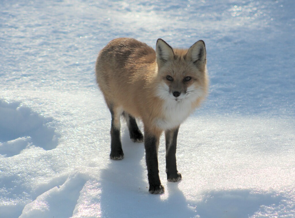 Backyard Fox by paintdipper