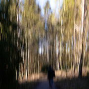 27th Jan 2023 - A stroll through the woods