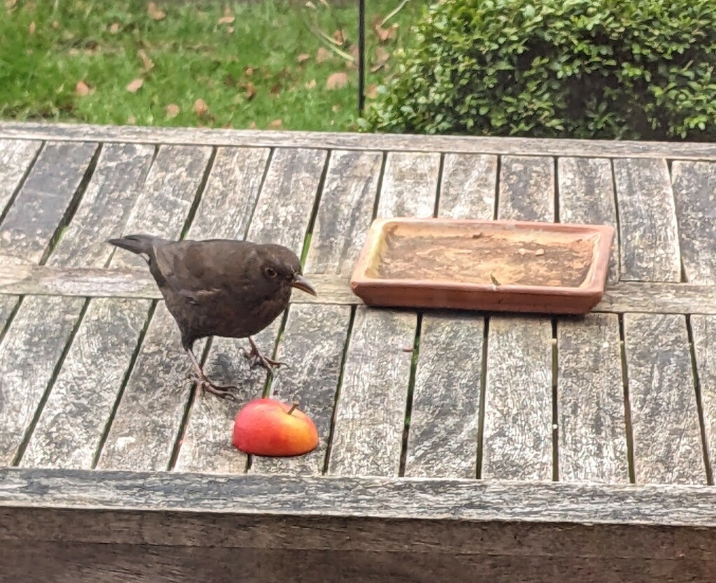 Blackbird enjoying some apple by fiz